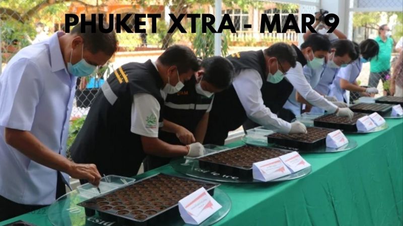 PHUKET XTRA: VIDEO: High hopes for Phuket’s cannabis cash crop community enterprise || March 9