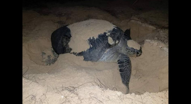 More turtle eggs laid north of Phuket