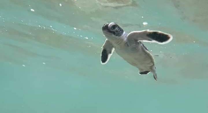 Green baby turtles hatch on Surin Islands