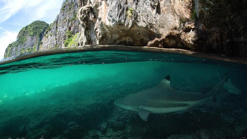 Phuket Opinion: Phuket sharks are just not into us