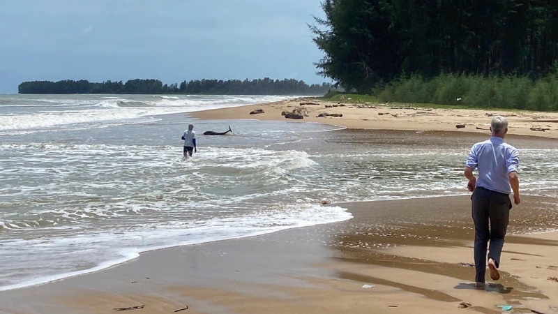 Dolphin rescued at Khuk Khak Beach