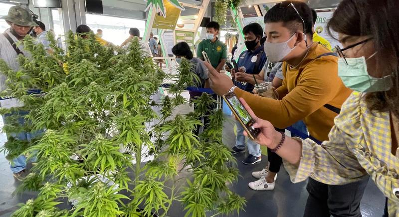 Boom time for Thai cannabis