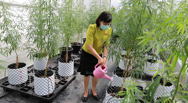 Over 150,000 people register to grow cannabis
