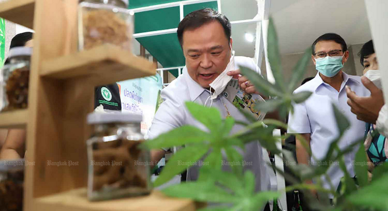 Cannabis worries outlined