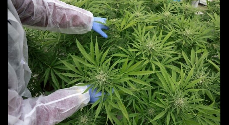 Bill to limit households to 10 cannabis plants