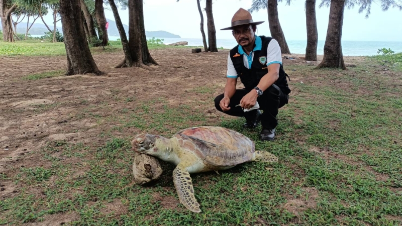 Turtle chokes to death on plastic, washes ashore Phuket beach