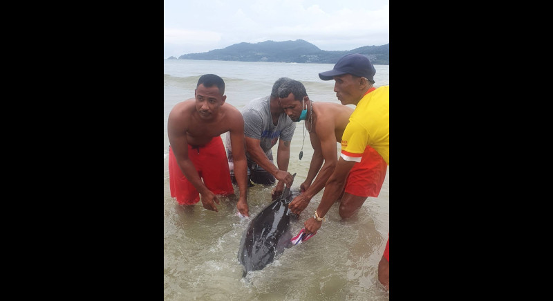 Wounded dolphin dies after rescue at Patong
