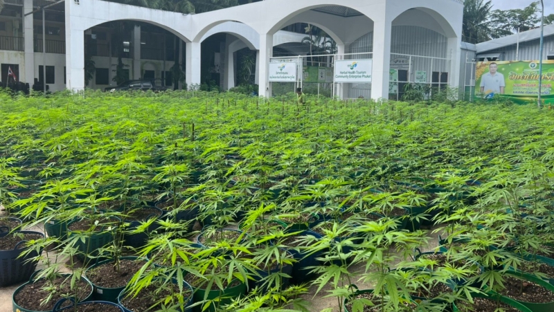 Royal Thai Police baffled by pot memo