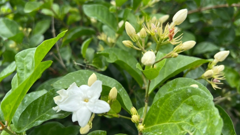 Prices of jasmine flowers skyrocket for Mother’s Day