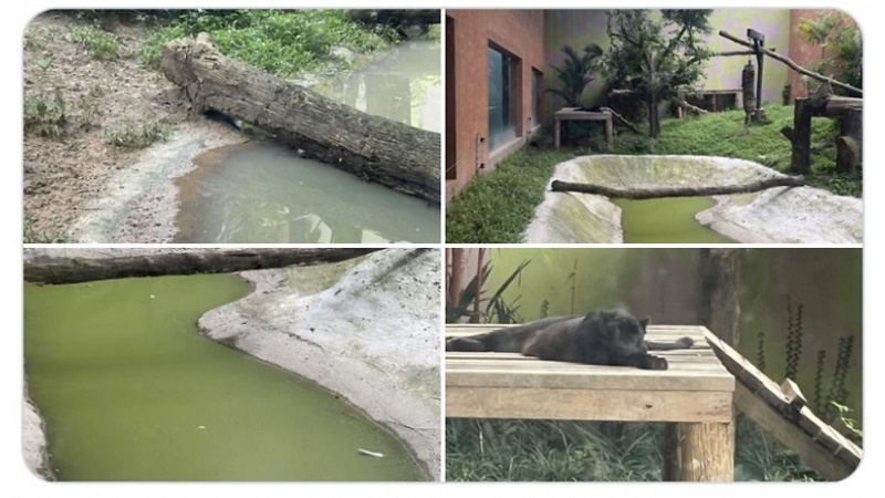 Chiang Mai Zoo refutes charges of neglect