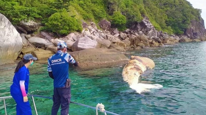 Dead whale recovered from Racha