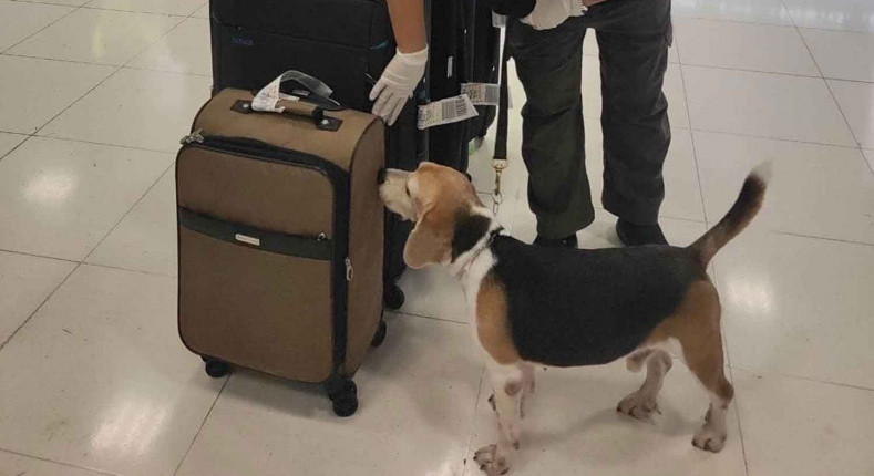 ‘Inspector Beagle’ sniffs out smoked bat meat from China