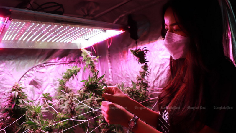 Cannabis rules tweaked as bill stalls