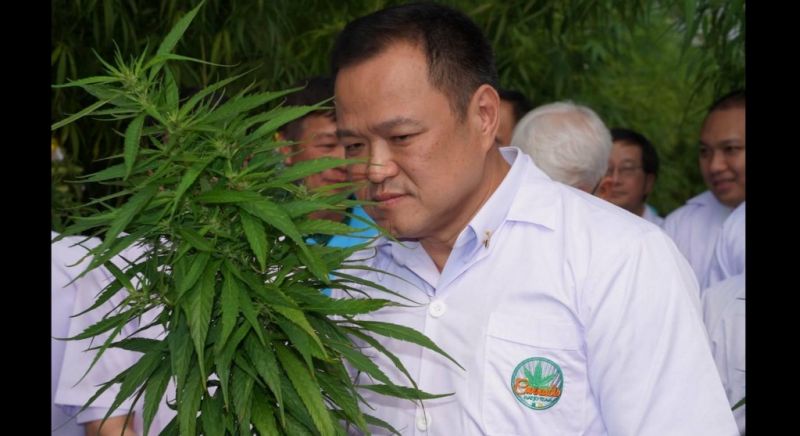 Anutin dismisses bid to re-outlaw cannabis
