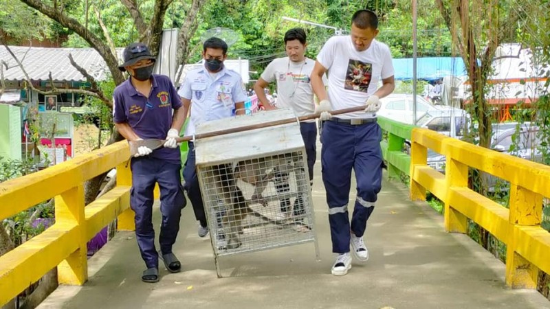 Trouble-making macaques moved on Koh Maphrao