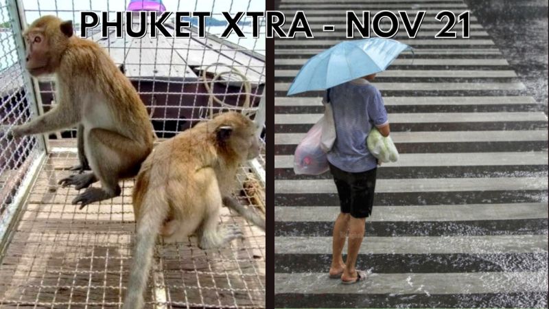 PHUKET XTRA: VIDEO: Macaques on the move, Heavy rain warning - again, Laguna Phuket Triathlon || November 21