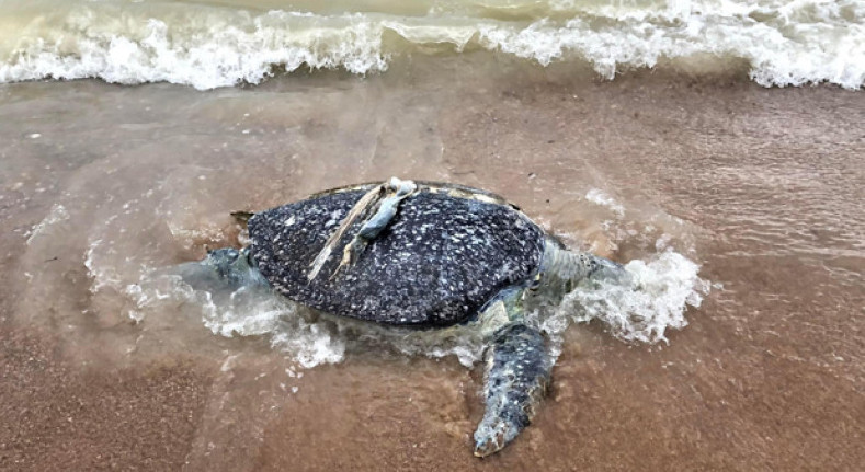 2kg of garbage found in dead sea turtle