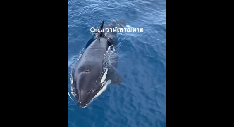 Pod of orcas spotted off Koh Tachai