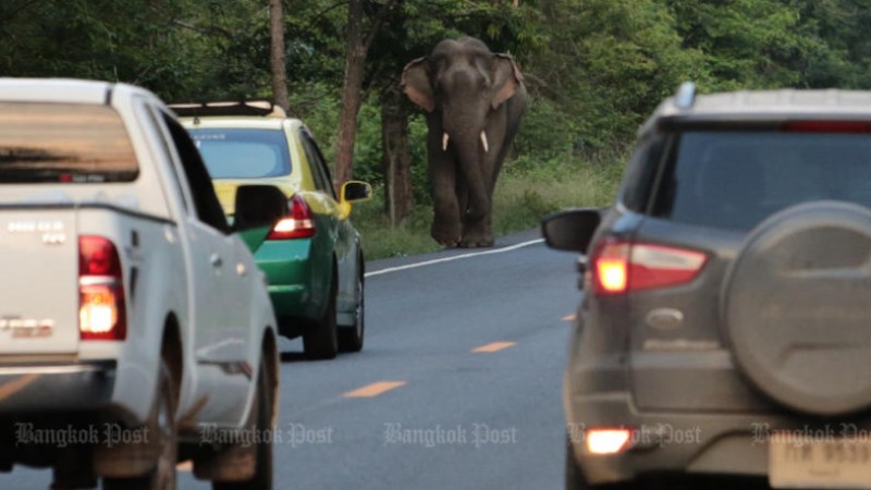 Hungry wild elephants ‘knock’ on villagers’ doors