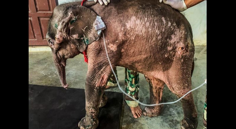 Rescued elephant calf ‘Thanwa’ dies