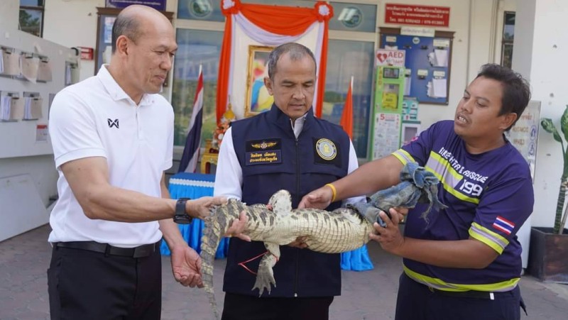 Baby croc caught in Rawai