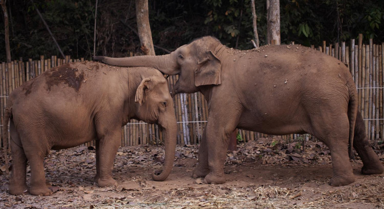 More jumbos on way to Elephant camp as Chinese tourists return