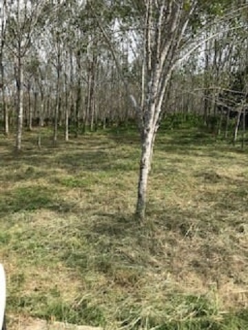 Land for sale north Phuket