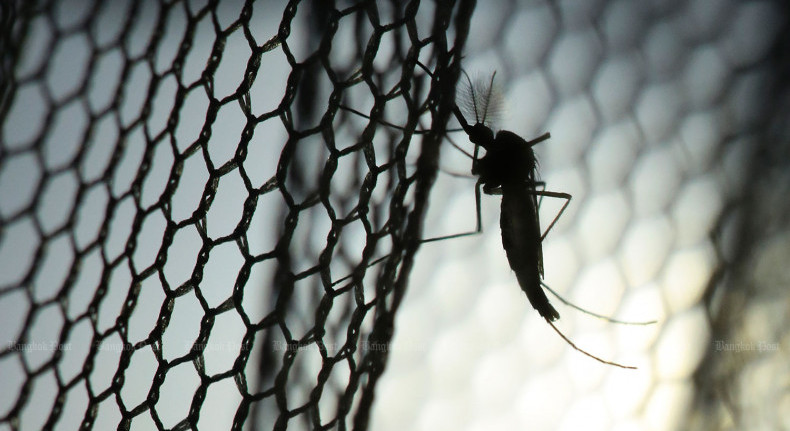 Dengue fever cases to rise next month