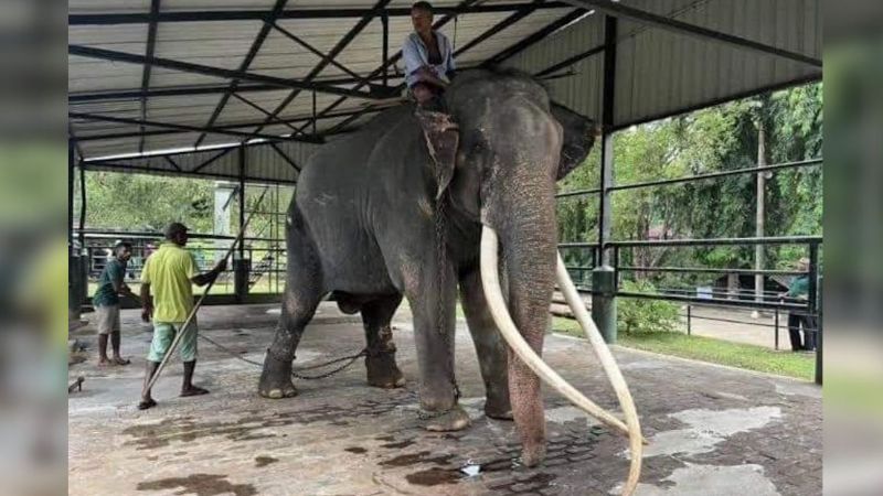Sick Thai elephant to fly home from Sri Lanka in July