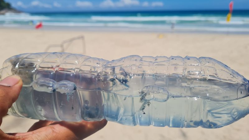 Found in Phuket, Portugese man-o-war not yet confirmed on Phi Phi