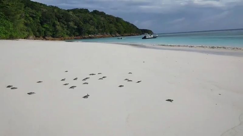 Baby turtles hatch on Koh Tachai
