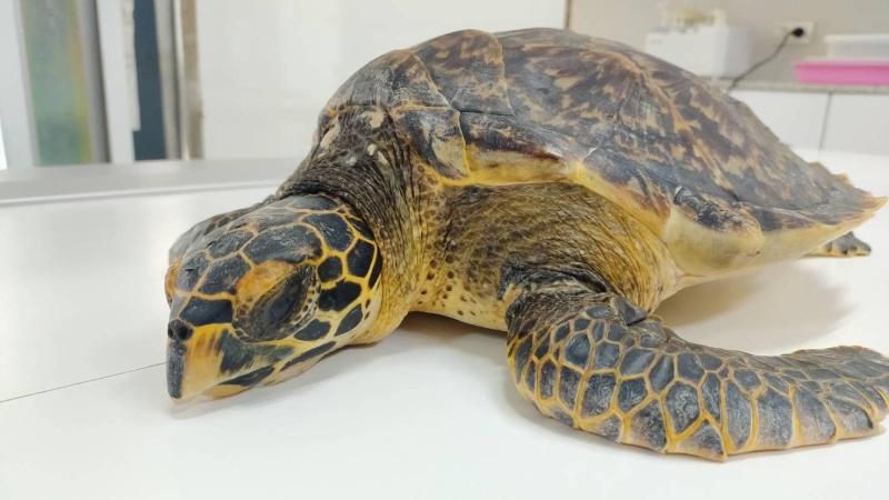 Turtle rescued at Patong now in care