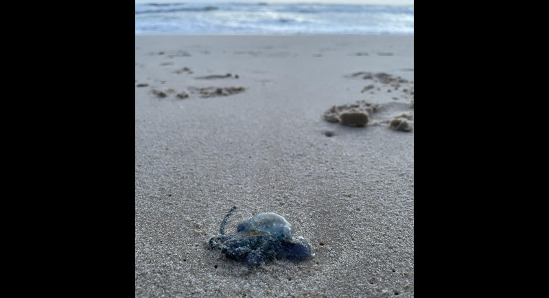 Bluebottles found at Layan