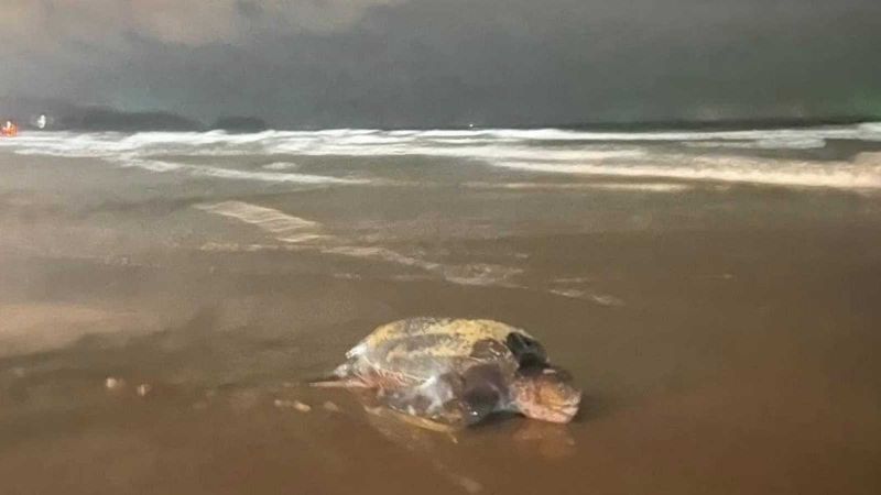 Mother turtle returns to lay eggs on Karon Beach
