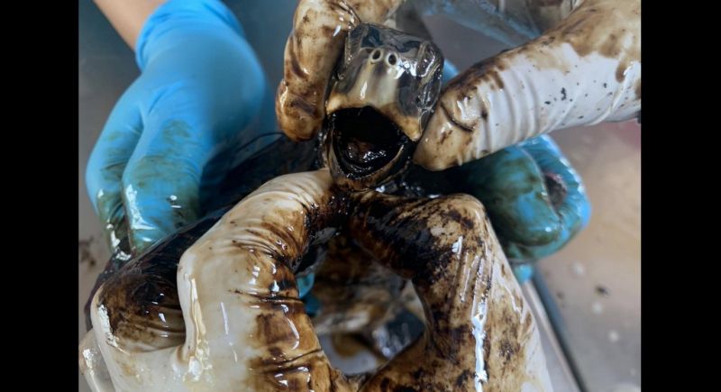 Search on for oil slick culprits as beach clean-up continues