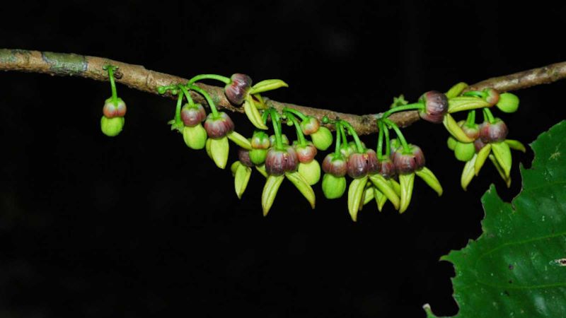 Plant name honors Queen Mother