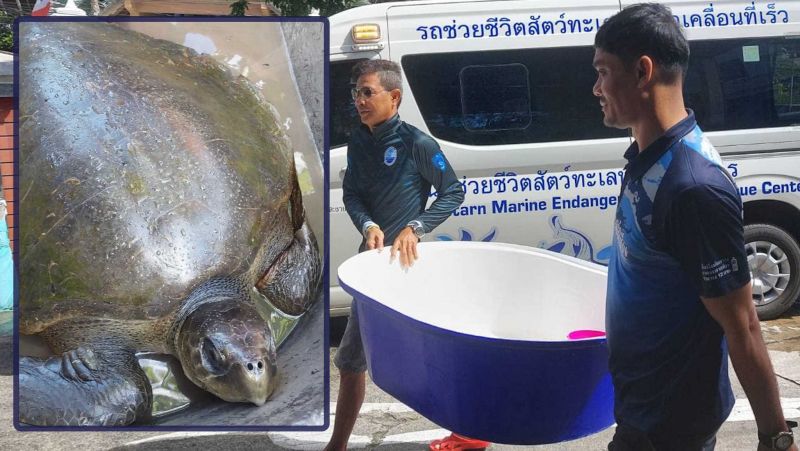 Sea turtle rescued from Phuket oil slick in Rawai area