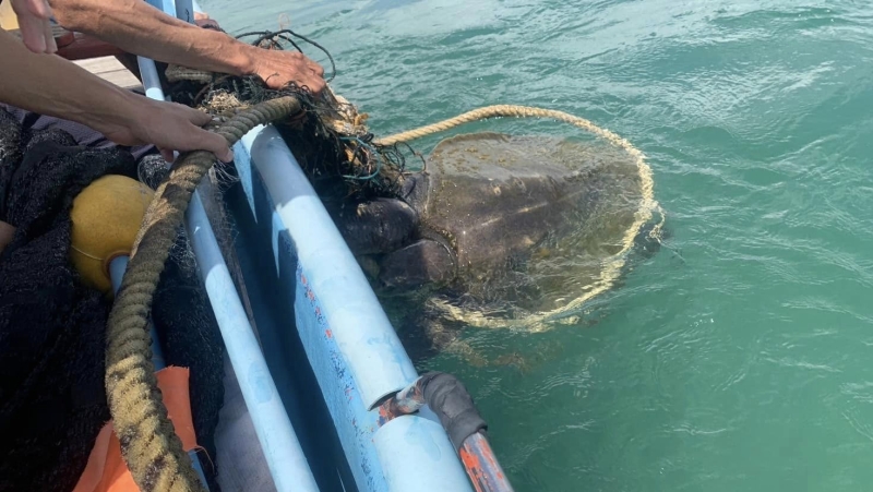 Turtle caught in fishing net has flipper amputated