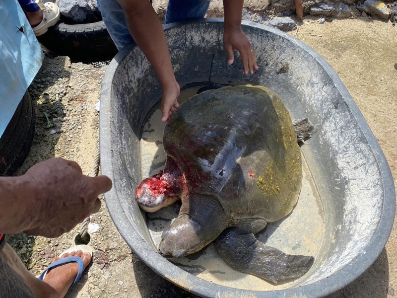 Turtle caught in fishing net has flipper amputated