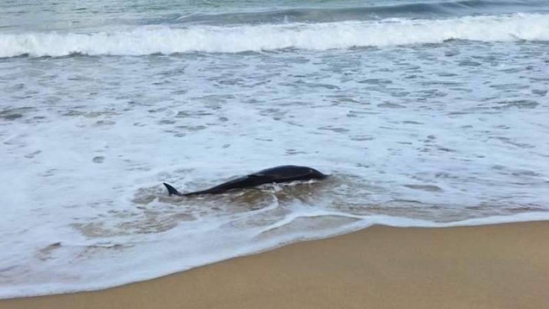 Injured dolphin found beached at Thai Mueang