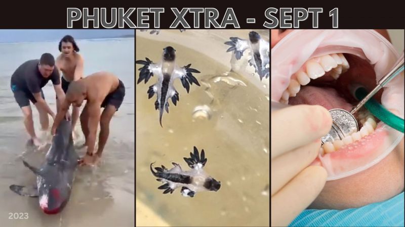 PHUKET XTRA: VIDEO: Dolphin rescued! Heavy rain forecast, ‘Blue dragon’ warning, Dental department? || September 1