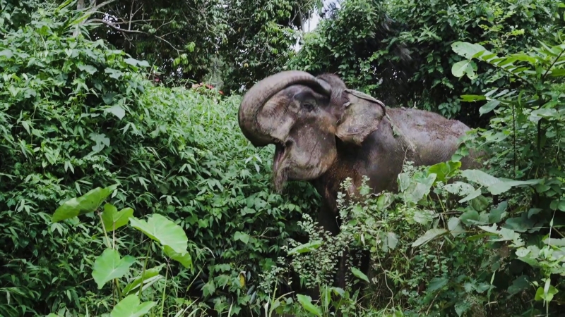 Phuket expats drive crypto animal welfare, rescue first elephant