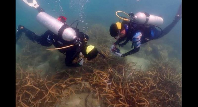 Artificial reef innovation under way