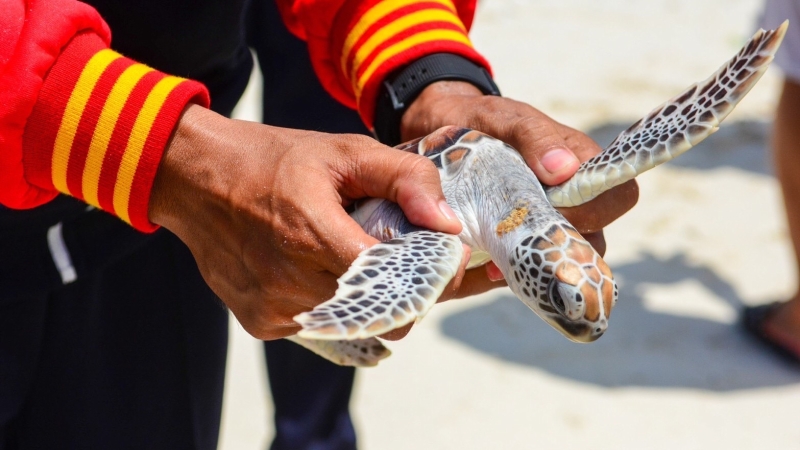 80 green turtles released at Koh Racha