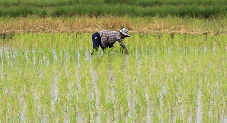 10 farmers die from melioidosis outbreak