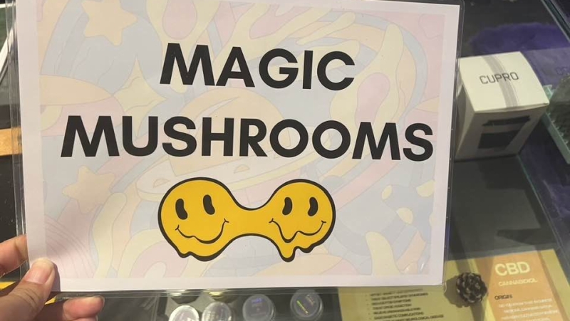 Patong police continue hunt for magic mushrooms