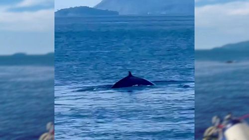 Boat tour spots whale off Phuket