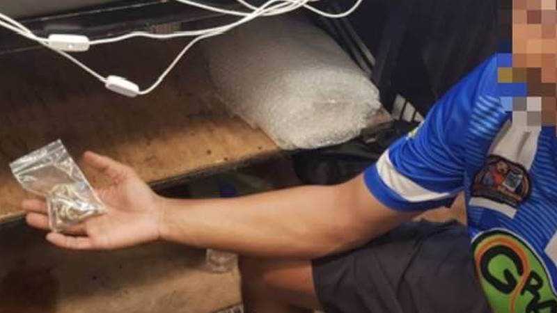 More magic mushrooms seized in Patong