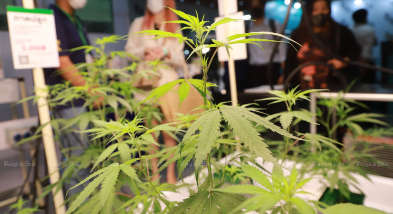 Tighter cannabis rules drafted