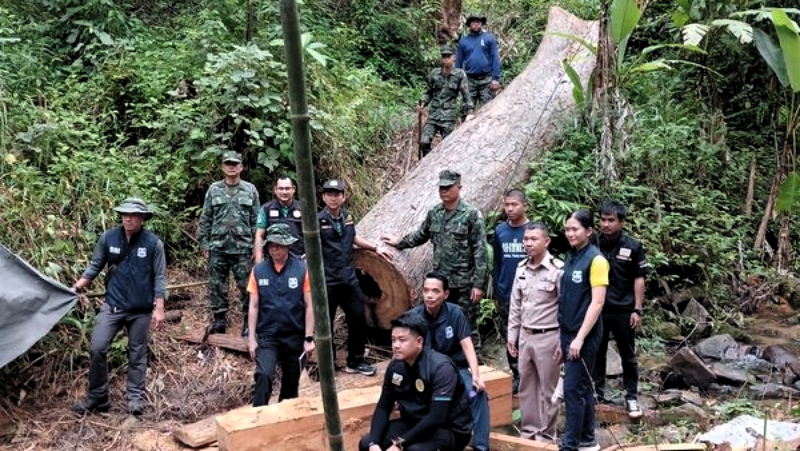 DSI, Navy uncover illegal logging at Bang Khanun